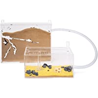 AntHouse - Hormiguero Natural de Arena - Kit Pared Big Acrílico (Hormigas Gratis)